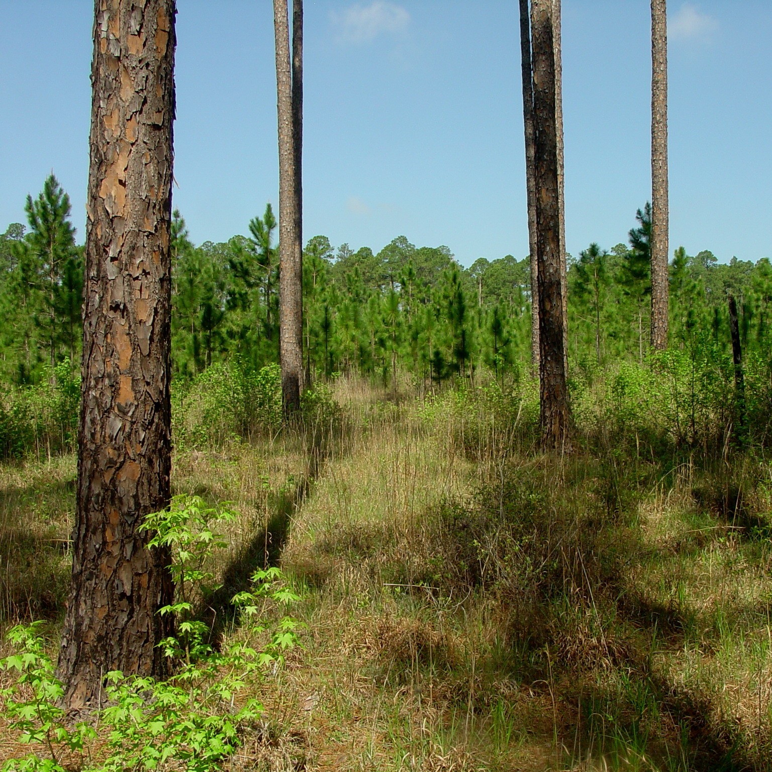 Texas A&M Forest Service and the Texas Longleaf Team have funding available through the Texas Longleaf Conservation Assistance Program for landowners interested in restoring and enhancing longleaf pine ecosystems on their property.